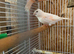 two 2026 Canary for sale
