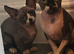 Ready Sphynx Kittens Looking for Their Forever