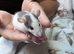 3 week old baby rats