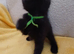 9 Beautifull kittens looking for loving homes.