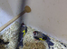 2 pair goldfinchs for sale 2025 close ring