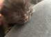 4 kittens all REHOMED