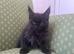 Maine coon kittens