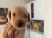 10 Labrador Puppies! I black girl, 1 reg girl