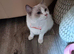 Bi colour Ragdoll female non spayed.