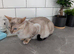 BENAMESE KITTENS ️