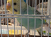 Baby A 1 x HEN tones or Turquoise blue tones and greenish / yellow (SHE BITES) 7 weeks old