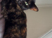 Female torti cat