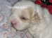 Shihpoo