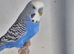 Budgies (Young tame and Adults)