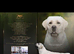 Goldador/ golden retriever champion x labrador show line fci