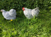Lavender Pekin Pair.