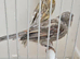 BEAUTIFUL RED BLACK GRAYWINGS MOSAIC