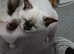 Ragdoll Kitten for sale