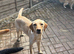 Female Labradors