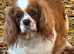 Cavalier spaniel