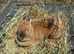 netherland dwarf rabbit female