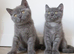 Stunning British shorthair female