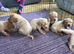 Fox red Labrador puppies for sale