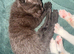 Kittens looking for forever