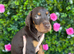 Kennel club registered Dobermans
