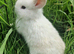 2 Male Mini Lop Rabbits &ndash; Beautiful White & Grey Boys &ndash; Loving Home