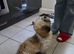 Shih tzu pupy