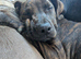Staffy X Cane Corso