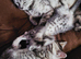 Very beautiful Bengal kittens in rare colors.