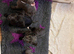 Bedlington/whippet puppies