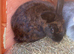 Rabbits