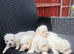 Gorgeous Maltese Toy puppies