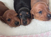 KC Registered Red/Mixed Miniature Smooth Puppies