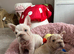 French bulldog puppies ready now!