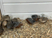 Quails