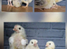 Light sussex x chicks