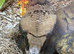 FALSE WATER COBRA