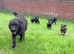 Patterdale x Lakeland puppies