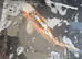 Koi fish
