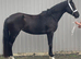16hh registered Welsh partbred