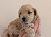 LAST F1 Apricot & Cream Maltipoo Puppies