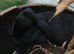 3 month old black female giant french lop