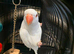 Albino baby ringneck