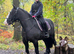 12.3hh cob mare 12 yrs. happy hacker