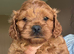 F1 Red Cavapoo pups