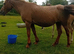 Mare and foal