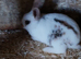 Mini rex x mini lion head