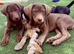 Stunning Husky Shepherd x Weimaraner Pups Ready to Go