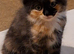 Gorgeous Kittens for sale