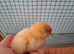 Orpington chicks
